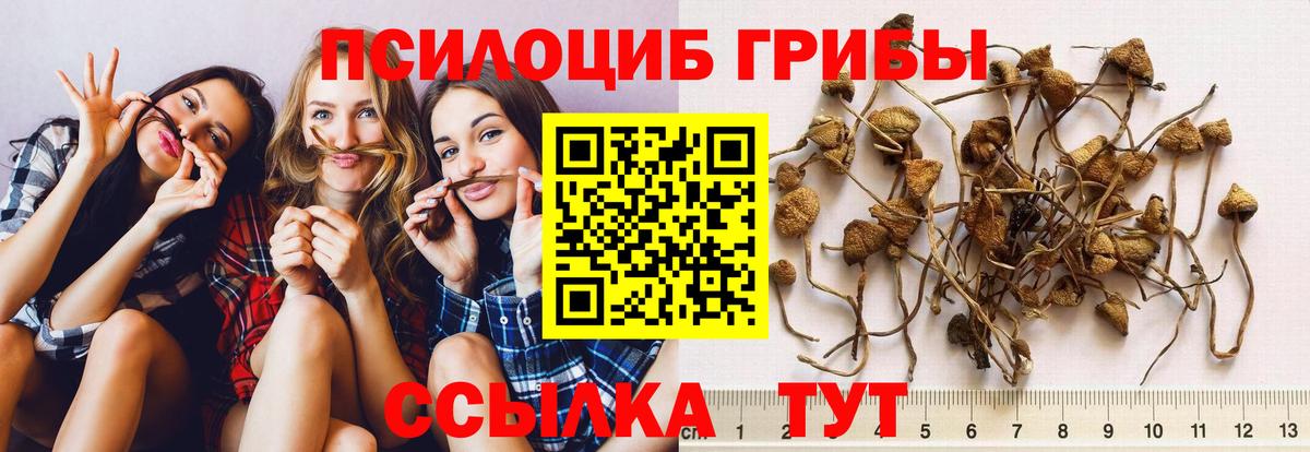 Славгород  Псилоцибиновые грибы Psilocybe  Вход с VPN  Псилоцибиновые грибы Cubensis 